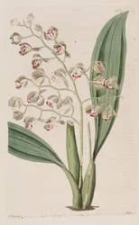 Illustration of Oncidium Pubes